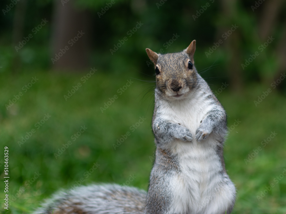 Squirrel in forest looking at camera