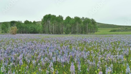Camas Lily flowers in bloom in a meadow with a forest photo
