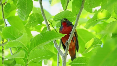 Close up shot of Painted bunting on a tree photo