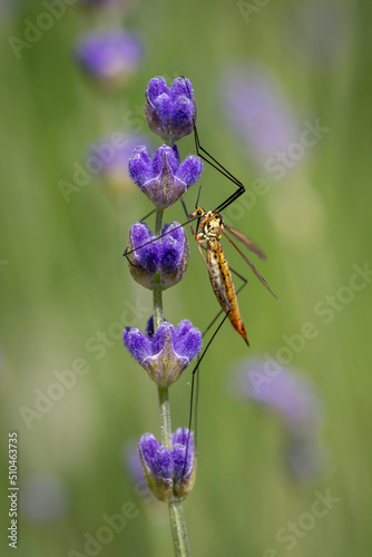 Schneider Fliege an Lavendelblüten