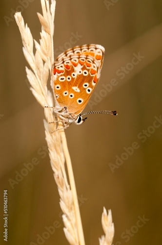 Aricia cramera or the moray eel is a butterfly of the Lycaenidae family photo