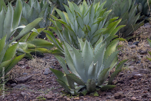 plata de agave maximiliana para hacer raicilla, en mixtlan, jalisco, mexico photo