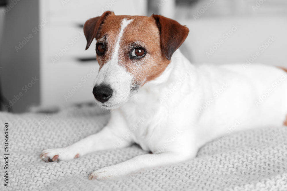 Small adorable dog Jack Russell Terrier lying on bed and looking into camera Small adorable dog Jack Russell Terrier lying on bed and looking into camera