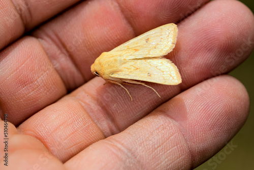 Mythimna vitellina is a moth of the Noctuidae family photo