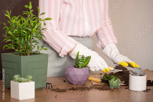 Woman hand transplanting succulent in ceramic pot on the table. Concept of indoor garden home - Image