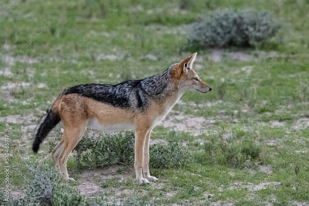 Jackal in the bush, Canis mesomelas, Namibia in Africa
