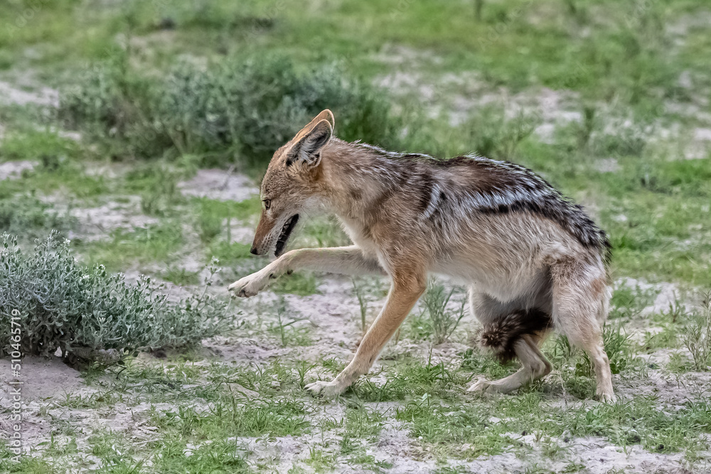 Jackal in the bush, Canis mesomelas, Namibia in Africa
Jackal in the bush, Canis mesomelas, Namibia in Africa