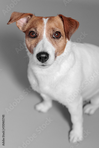 Small dog Jack Russell Terrier sits on grey background and looks up into camera