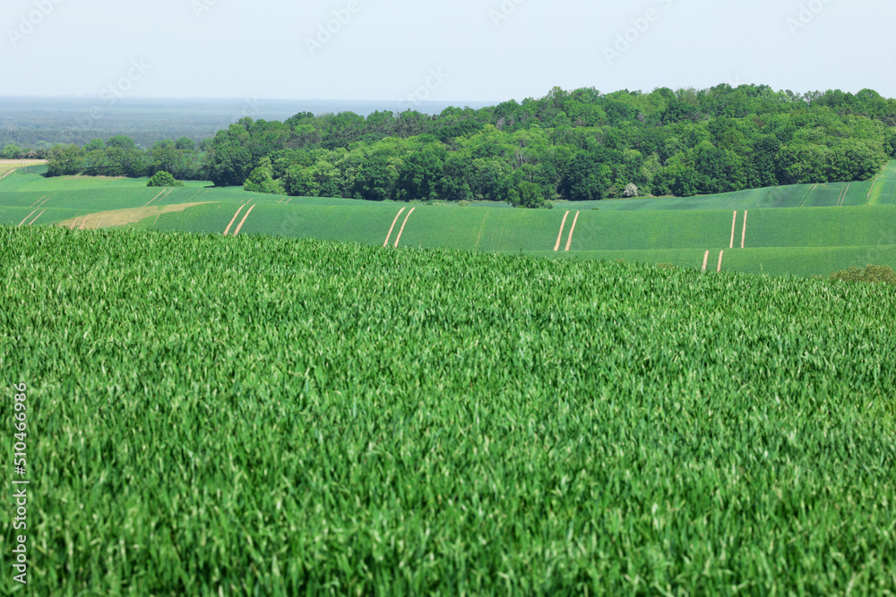 Obraz premium Pejzaż zielonych pól uprawnych na wzgórzach w oddali. 