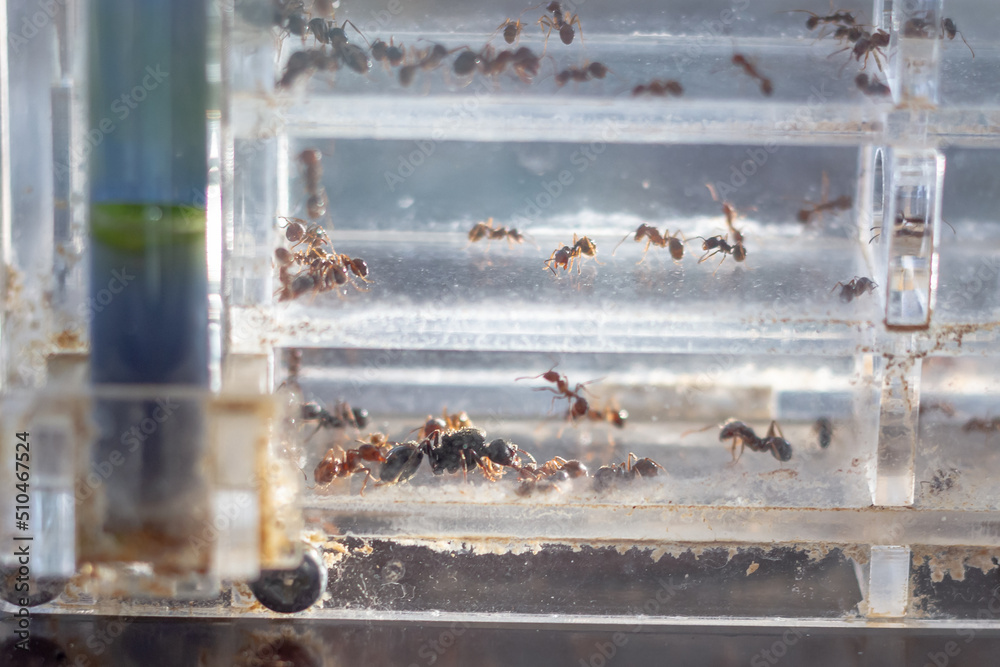 An ant farm with a colony of ants in a transparent container for studying and observing the life of ants