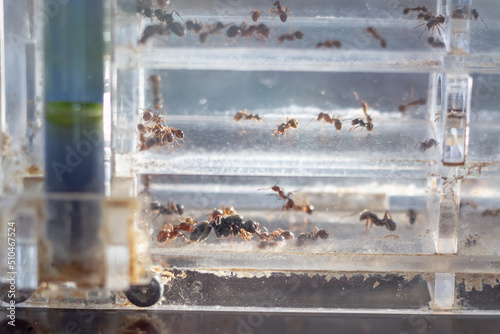 Obraz na płótnie An ant farm with a colony of ants in a transparent container for studying and observing the life of ants w salonie