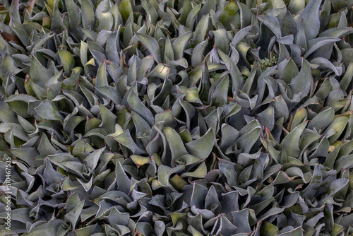 Canvastavla agave de lechugilla maximiliana