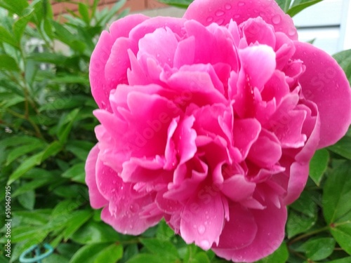 pink peony flower