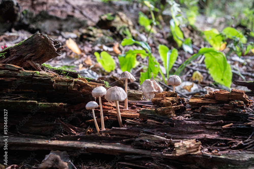 A colony of mushrooms grows from a rotten snag in the forest. Forest background. Close-up. Defocused background.