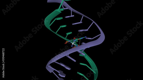 Structure of double-stranded DNA bound to the anticancer drug cisplatin (light grey). Animated 3D model, PDB 1aio, black background photo