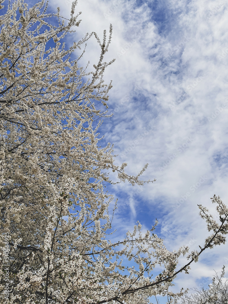 Beautiful cherry blossoms in sunny orchard. Hello spring. Blooming cherry tree branches. Vertical phone photo Beautiful cherry blossoms in sunny orchard. Hello spring. Blooming cherry tree branches. Vertical phone photo