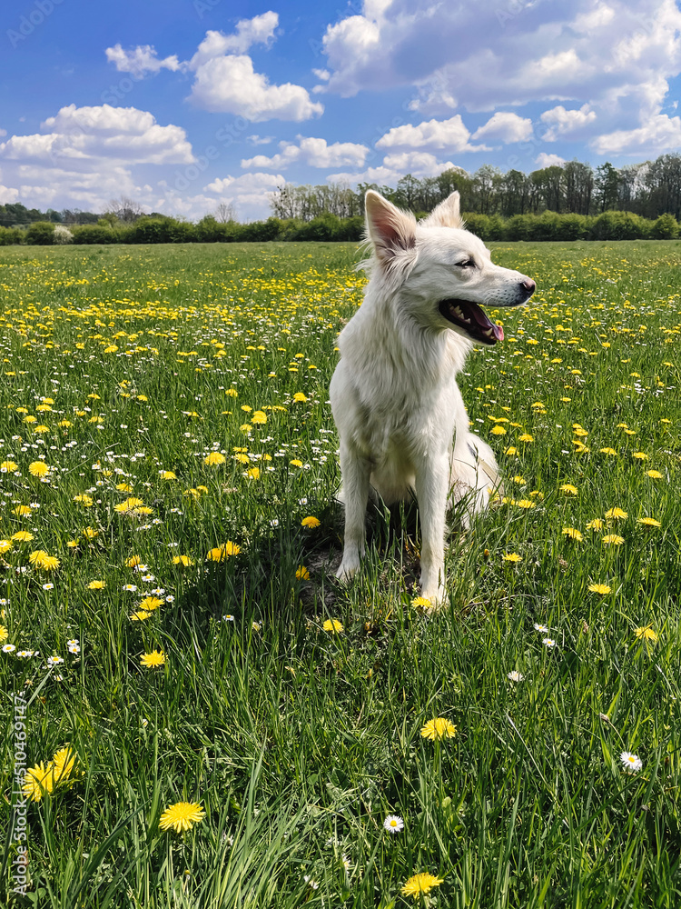 Cute white dog sitting among yellow wildflowers in sunny meadow. Summer travel with pet. Danish spitz doggy and dandelion flowers in grassland. Vertical photo Cute white dog sitting among yellow wildflowers in sunny meadow. Summer travel with pet. Danish spitz doggy and dandelion flowers in grassland. Vertical photo