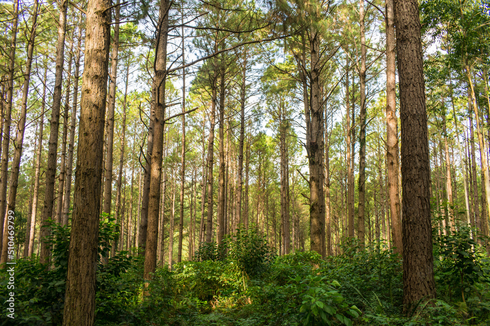 Fototapeta premium Pine tree (Pinus Elliottii) plantation in Sao Francisco de Paula (Carapina region) - Brazil