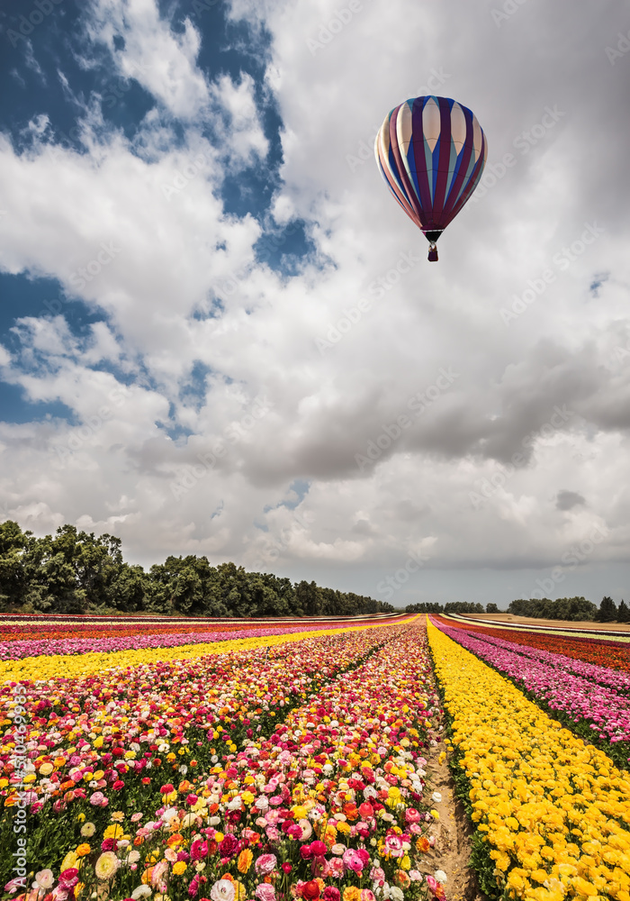 Fototapeta premium Flowers on the field planted by color stripes