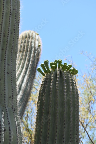 blooming saguaro cactus in the sonoran desert