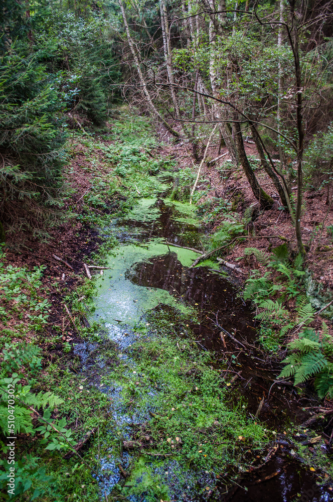 Overgrown unmaintained forest and a stream full of moss in South Bohemia in the Borkovice area Overgrown unmaintained forest and a stream full of moss in South Bohemia in the Borkovice area