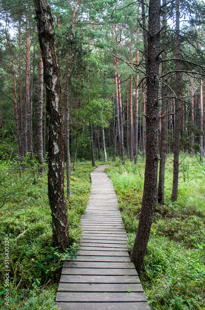 Wooden walkway through water and swamps in South Bohemia in the Borkovice area Wooden walkway through water and swamps in South Bohemia in the Borkovice area