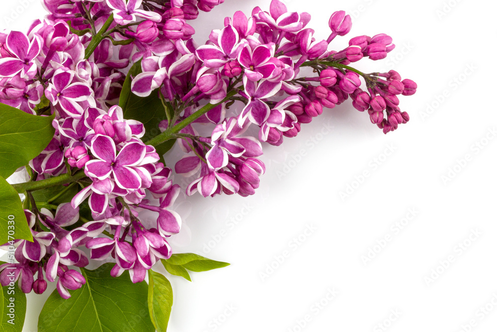 Flower purple lilac, Syringa vulgaris isolated on white background.