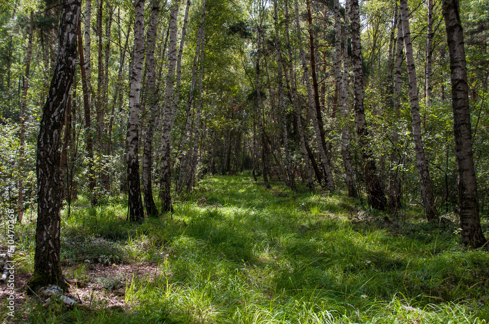Obraz premium A row of white birches stand around a grassy path. Tree alley in the forest.