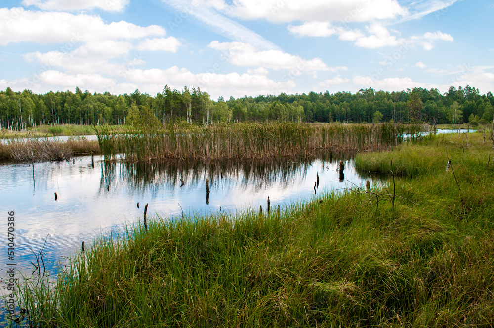 Summer landscape full of lakes, swamps and reeds in South Bohemia in a place called Borkovice