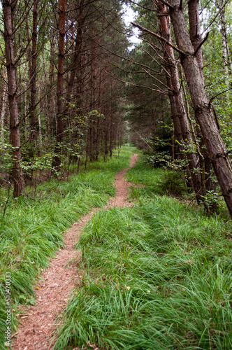 Pedestrian path in the woods among the trees. South Bohemia, Czech Republic