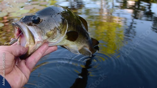 Holding perfect summer catch, fish, large mouth bass held by its mouth, close up, right in the water photo