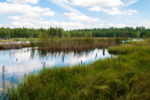 Summer landscape full of lakes, swamps and reeds in South Bohemia in a place called Borkovice