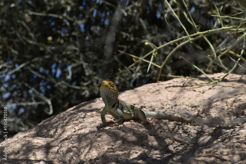 lizard on the rock