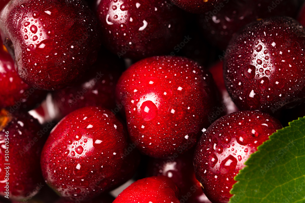 Fotografie Sweet cherry crop in a dew. Closeup view.