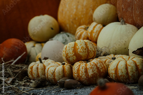 Autumn vibes photo