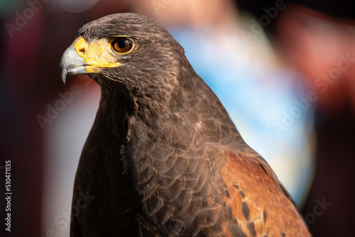 Photo Beautiful tame falcon at a bird show