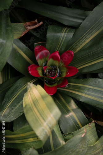 red and yellow flowers