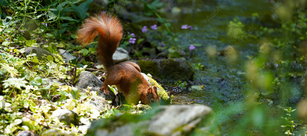 Obraz premium squirrel in the forest