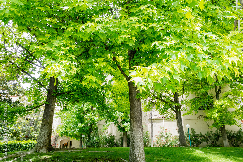 Sunny view of some maple tree landscape Sunny view of some maple tree landscape