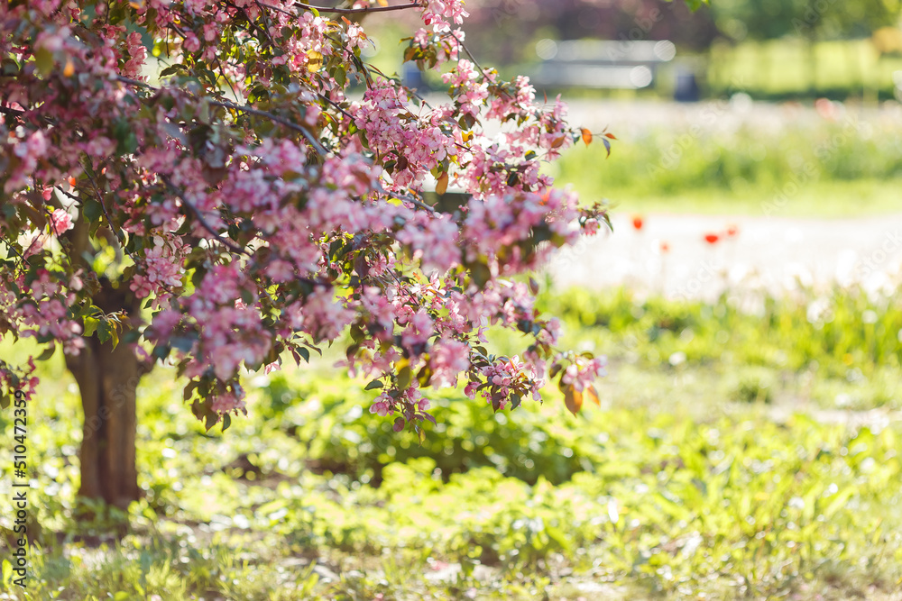 Pink cherry blossom trees, in the garden in sunlight Pink cherry blossom trees, in the garden in sunlight