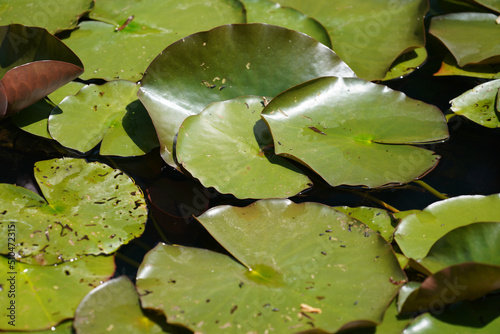 Aquatic plants in a garden pond in spring 