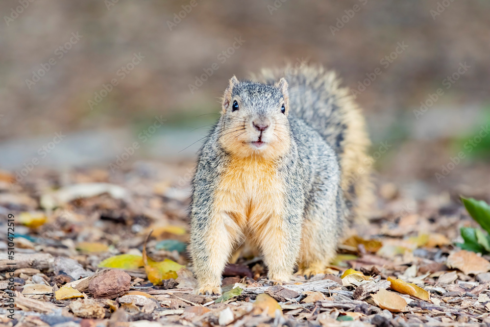 Fototapeta premium Close up shot of cute squirrel