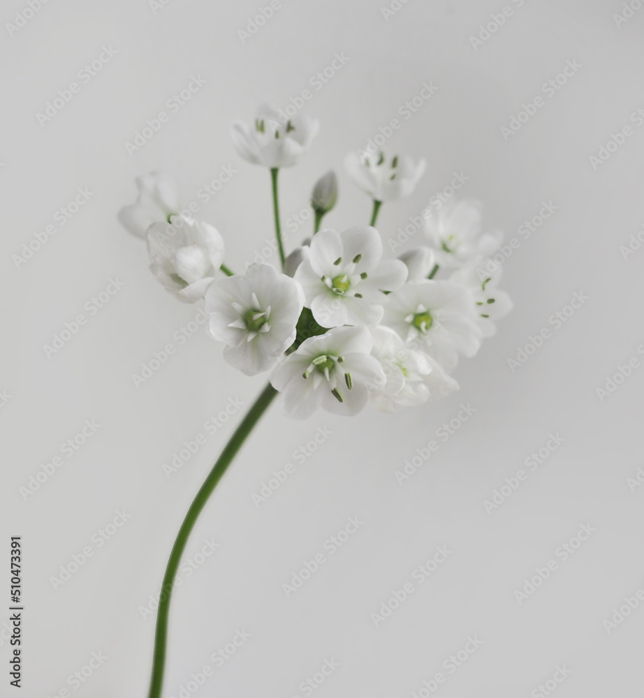 Allium spray white flower isolates on white background Allium spray white flower isolates on white background