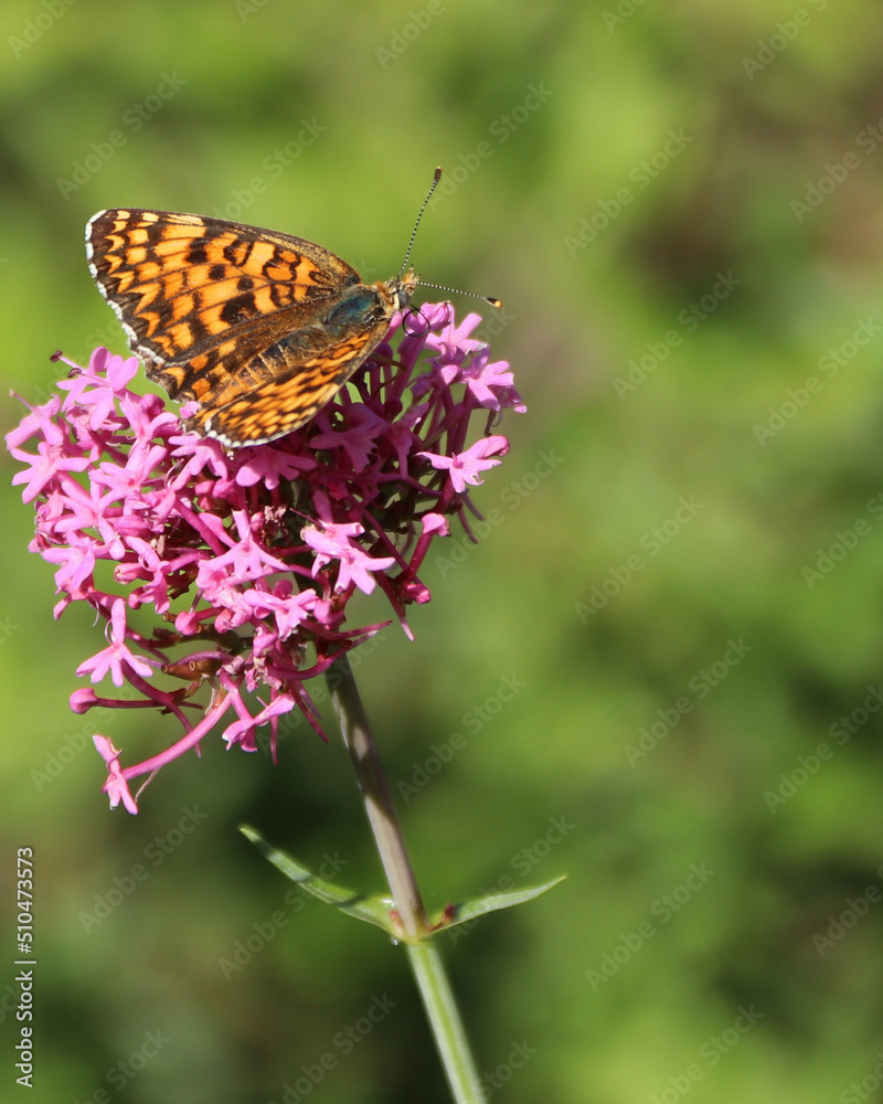 orange and black butterfly on a violet flower orange and black butterfly on a violet flower