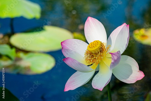 Close up shot of Lotus flower blossom