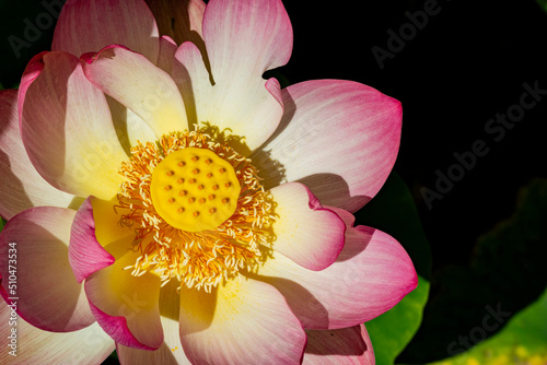 Close up shot of Lotus flower blossom