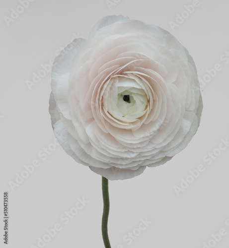 Ranunculus Hanoi clooney white flower isolated on white background photo