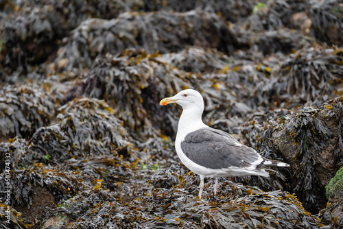 seagull northsea