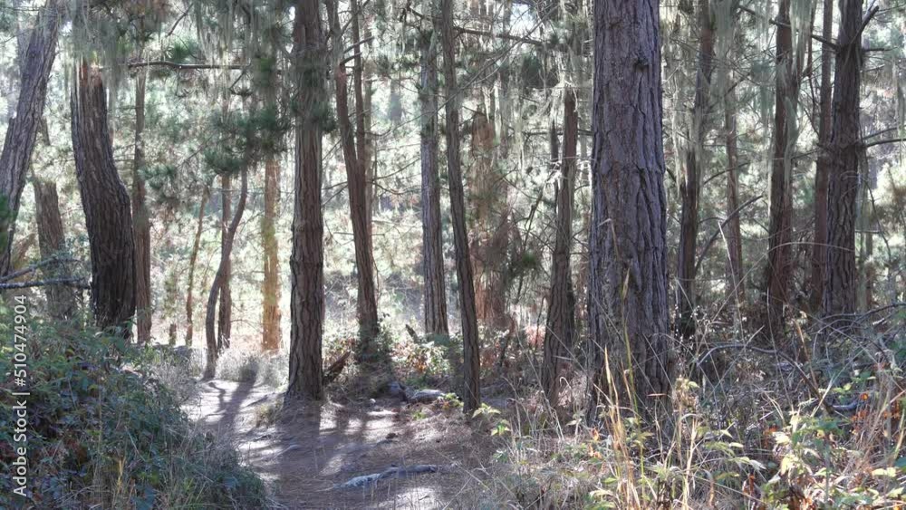 Path in forest or wood, footpath trail or footway in old grove or woodland, Point Lobos wilderness, California USA. Pathway or walkway for hiking or trekking. Coniferous pine cypress trees landscape. Path in forest or wood, footpath trail or footway in old grove or woodland, Point Lobos wilderness, California USA. Pathway or walkway for hiking or trekking. Coniferous pine cypress trees landscape.