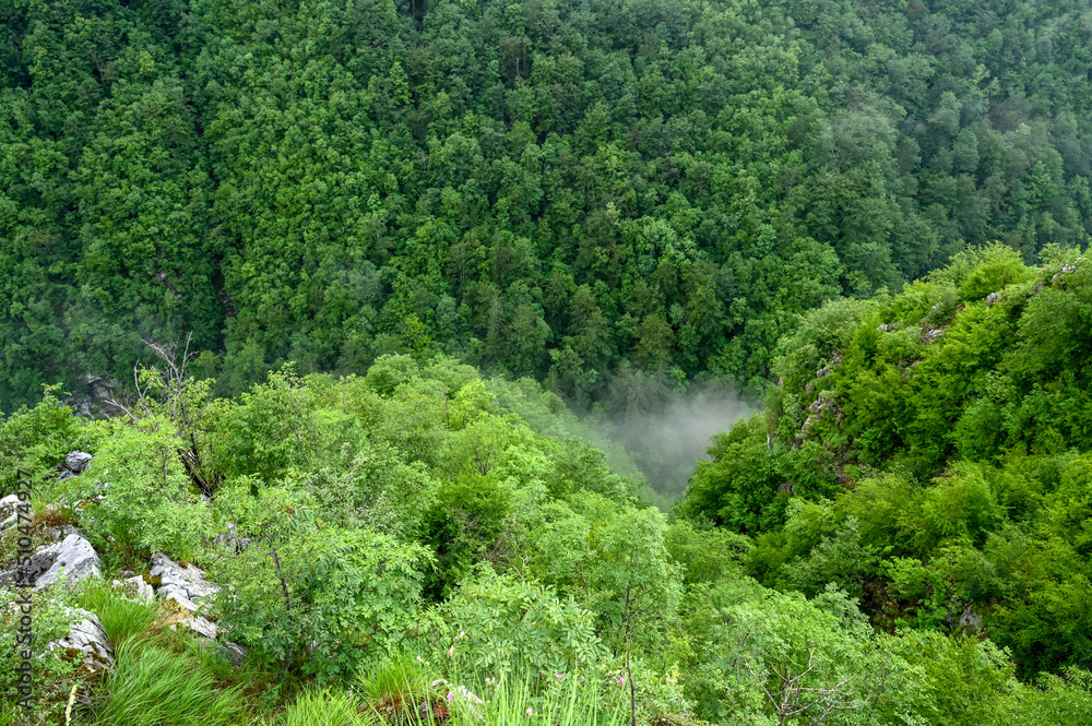 Green forest in mountain in spring. Deep river canyon. Green forest in mountain in spring. Deep river canyon.